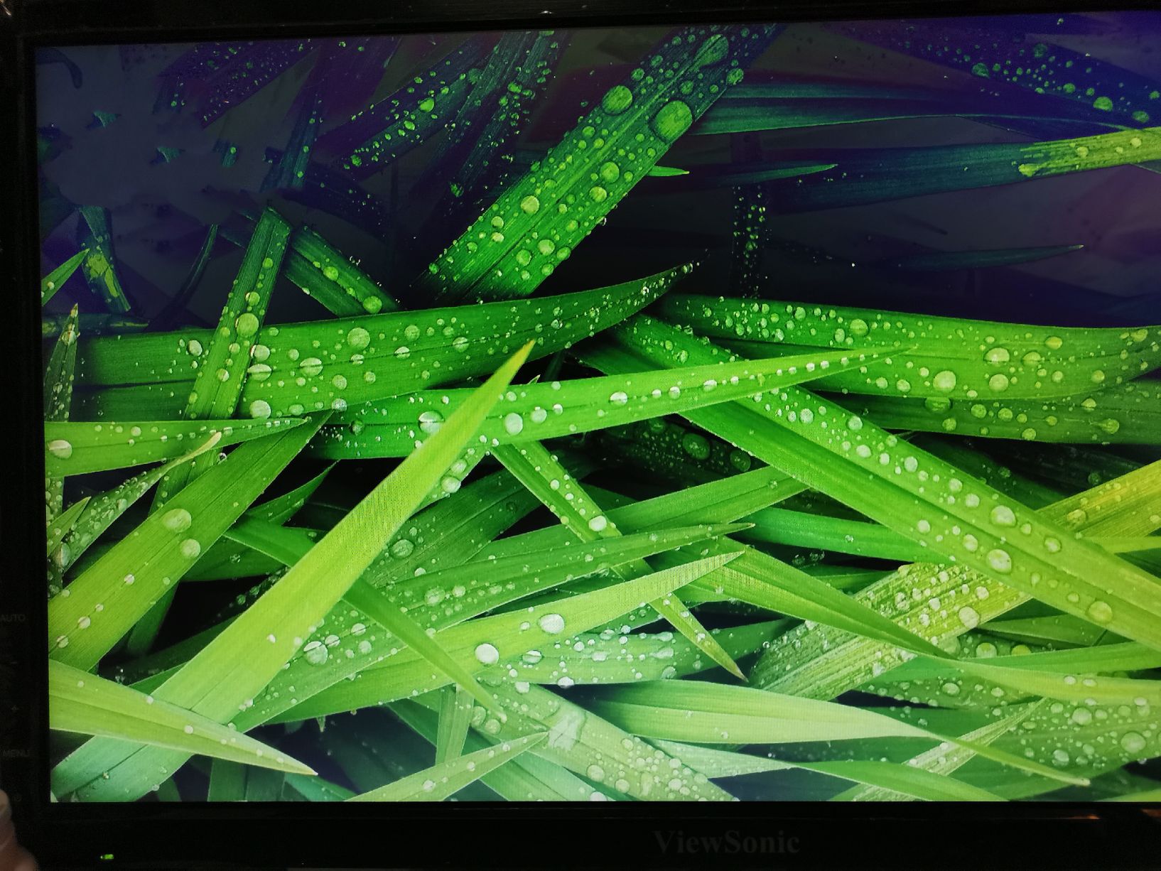 安琪同学的图片