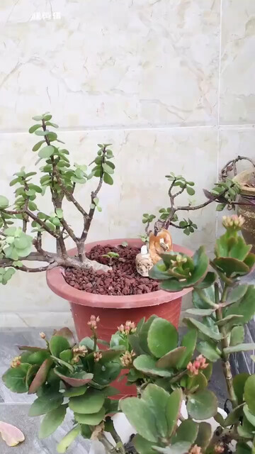 今天中午又整理了一下