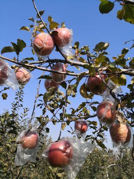 陌上╰.╯花开ღ主播照片