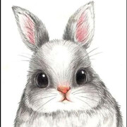 抱着胡萝卜的兔子11