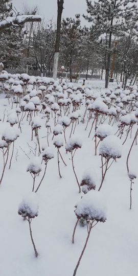 白小雪小姐姐主播照片