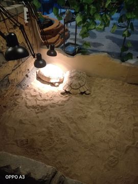 爱在晚秋🐲（关关）的图片