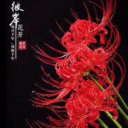 时光徘徊海报
