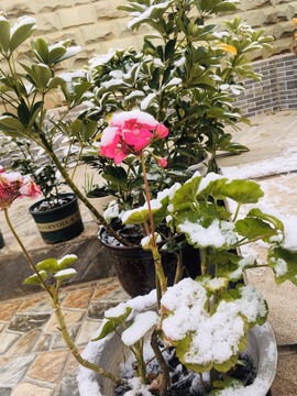 紫薇☆☆音乐🎶频道的图片