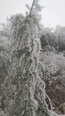 夏溪退主播照片