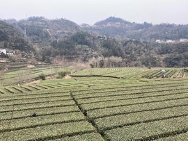 唯爱🌺小艾主播照片
