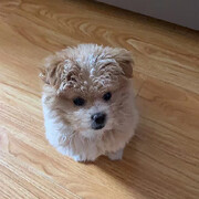 baby的八大爷