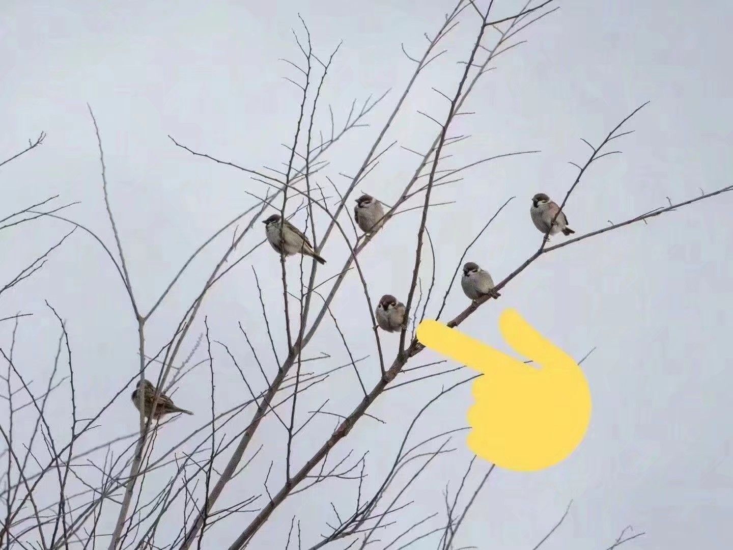 青柠休🎈的图片