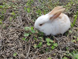 小兔🍃吖yi😘主播照片