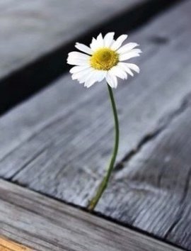 დ释怀დ主播照片