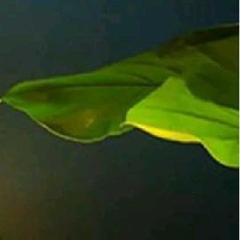 小狸吖～主播照片