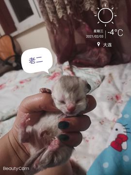 🐰小石头🐰🐰主播照片