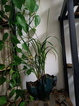 👑䒕暖宝好运旺旺旺主播照片