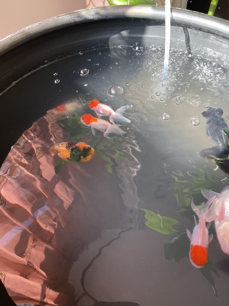 佳琦佳期的图片