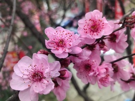 唯爱🌺小艾主播照片