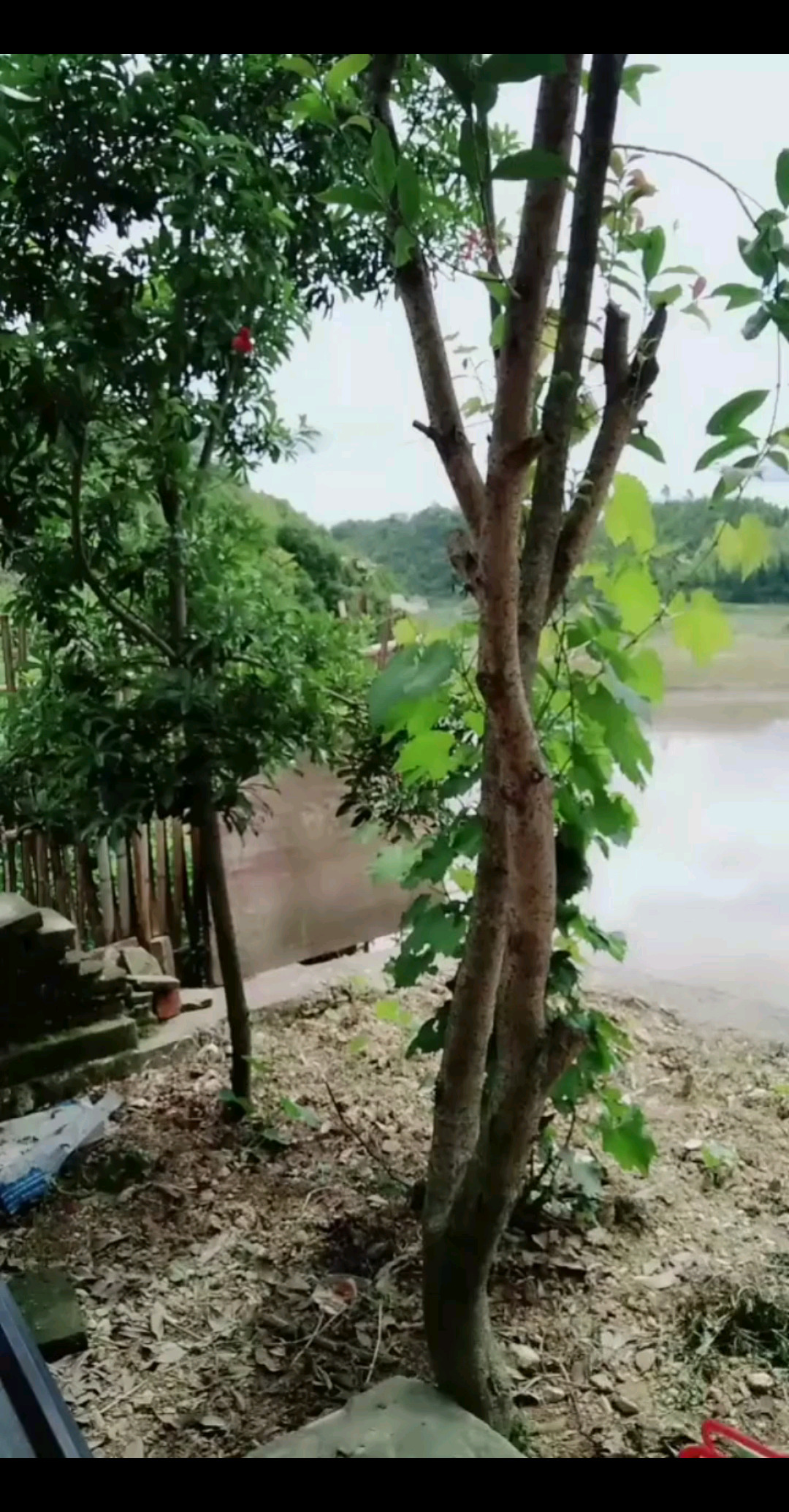 我种的杨梅树只长了几