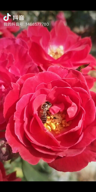 无聊来看蜜蜂采花