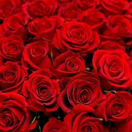 王龙哥🌹🌹🌹主播照片