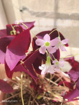🎵小邓丽君🌺溪儿主播照片