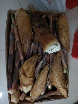 👑䒕暖宝好运旺旺旺主播照片