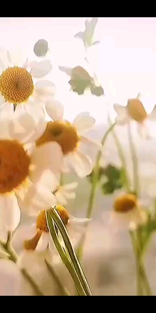 💕“认真做个快乐的普