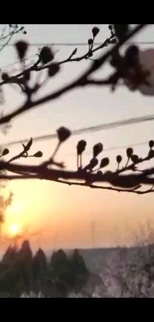 春花映着夕阳，别是一
