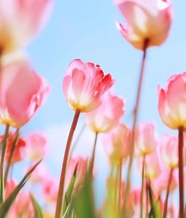 开心❤️❤️果主播照片