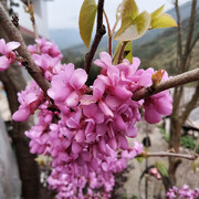 伤心的雪花海报