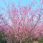 ;沫风海报