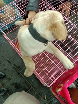 👑䒕暖宝好运旺旺旺主播照片
