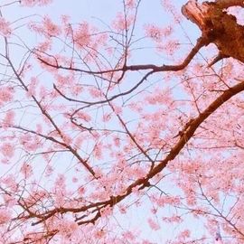 开心❤️❤️果主播照片