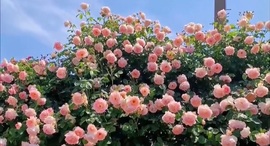 🎵小邓丽君🌺溪儿主播照片