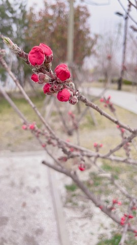 江湖再见，退主播照片