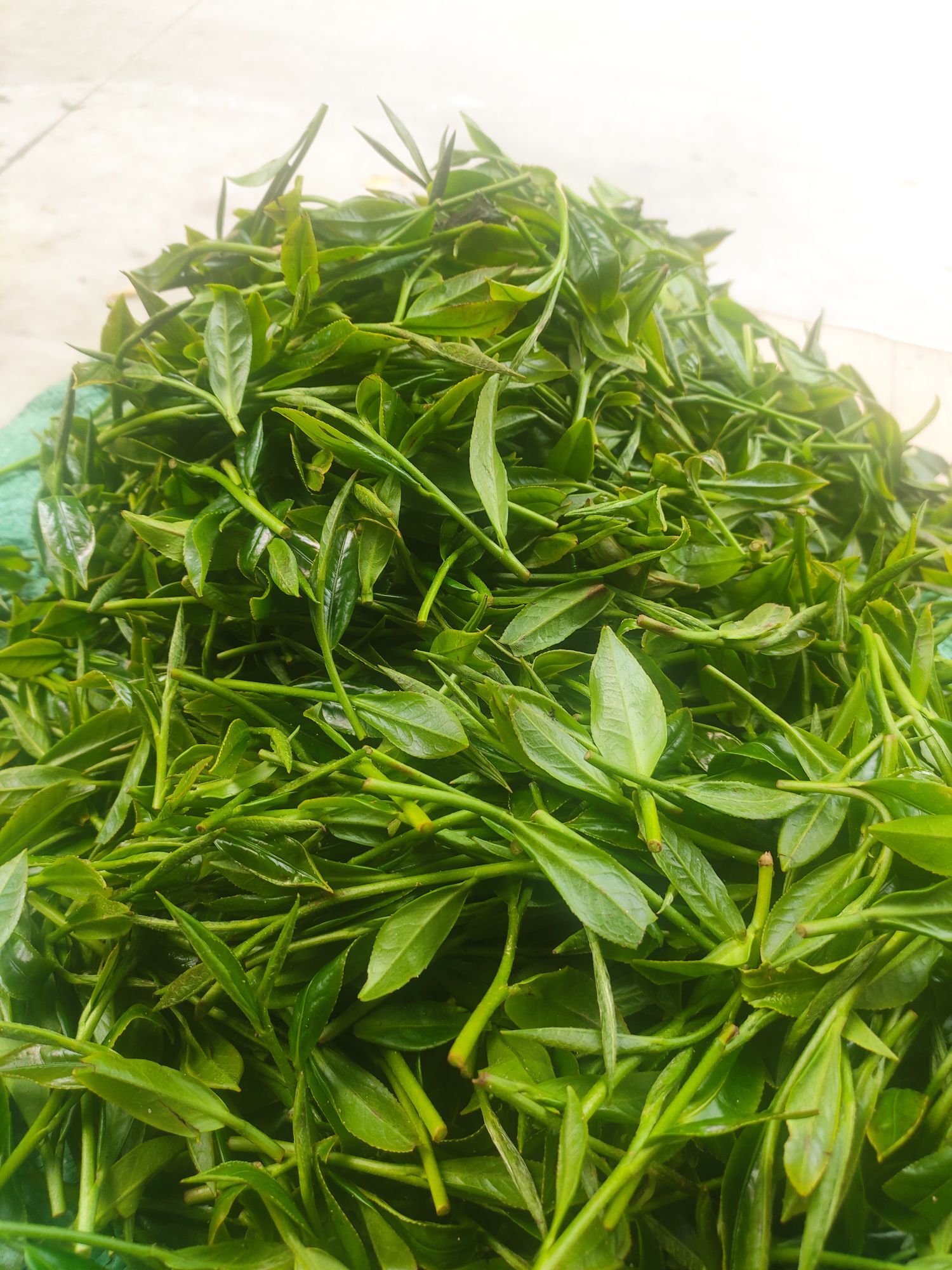 心悦66的主播照片