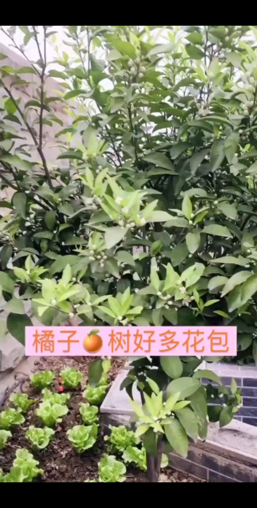 橘子花泡茶，你喝过吗