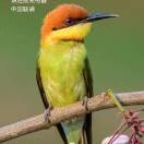 爱我家乡132275海报