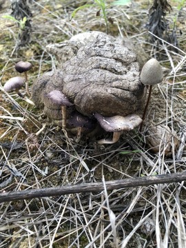 麦。.主播照片