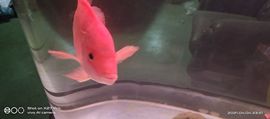 我元帥哥哥主播照片