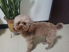 我欲化风成摩羯的图片