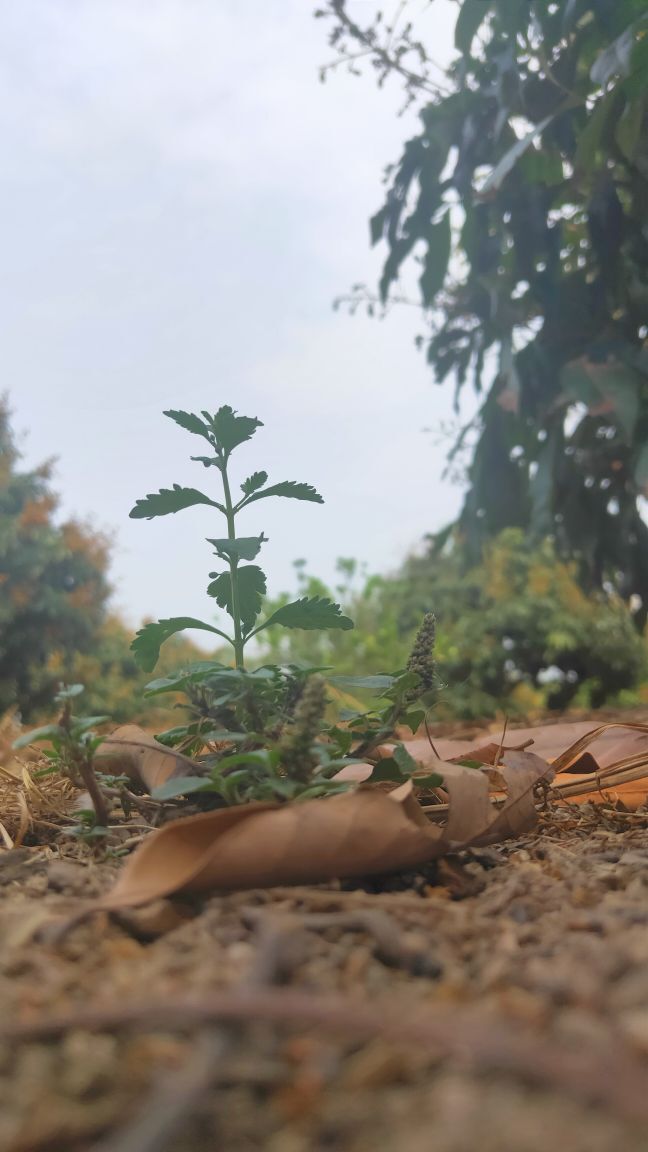 小栗子🌰🌰的主播照片