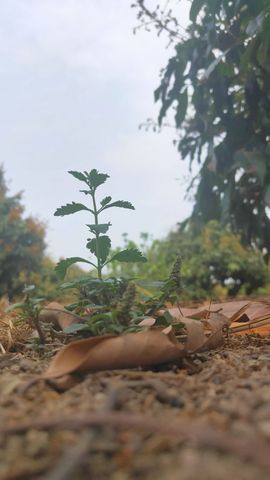 小栗子🌰🌰主播照片
