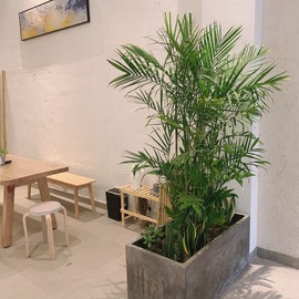 新人西施主播照片