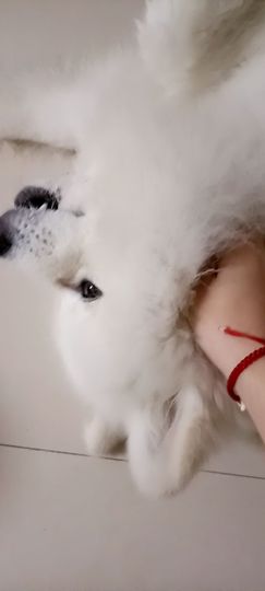 👑䒕暖宝好运旺旺旺主播照片