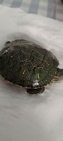 羊zybj主播照片