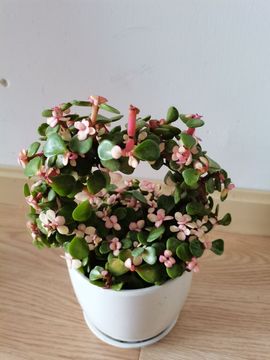 🍀冰雪❤️🍀加油的图片