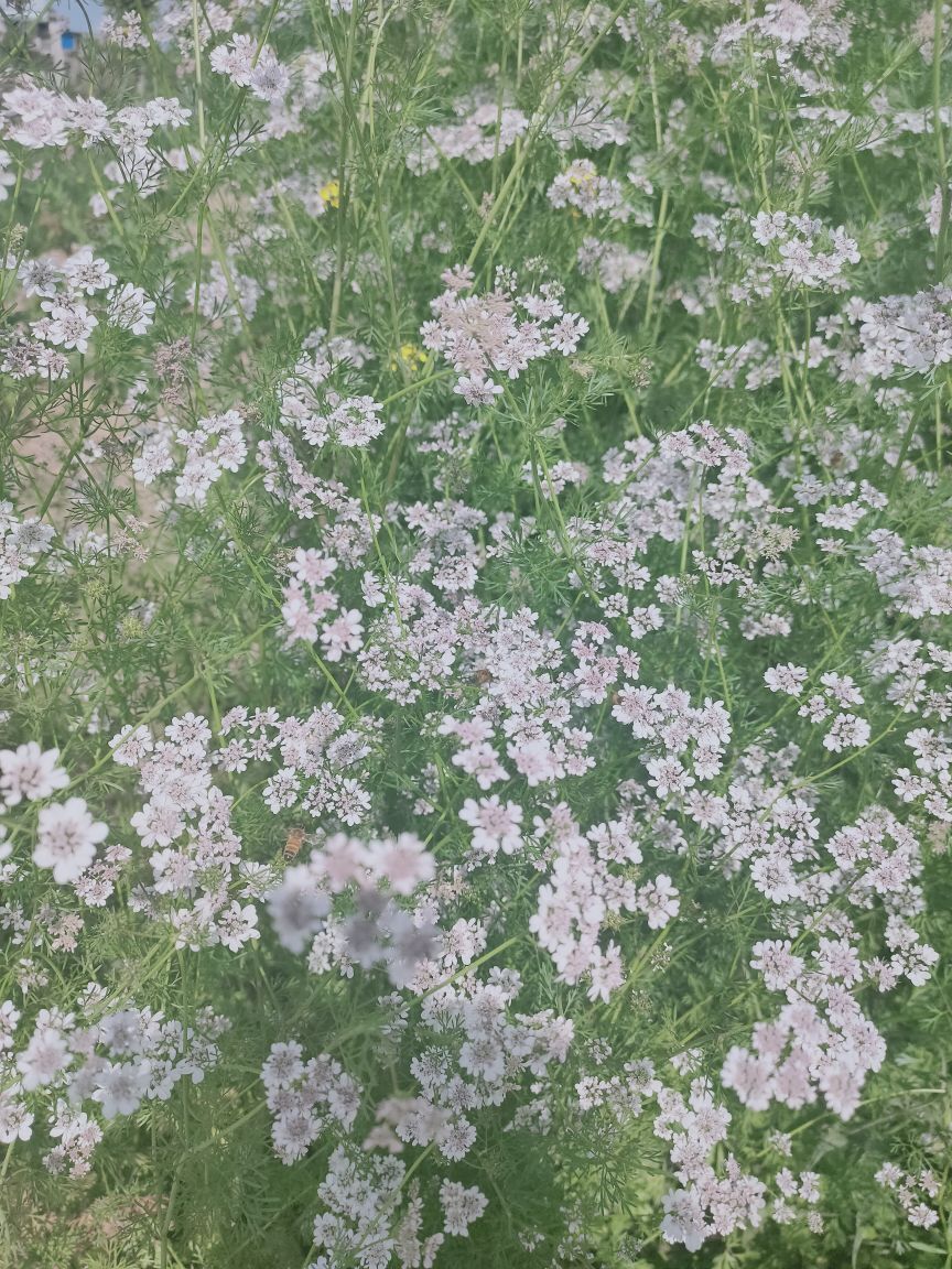 婷婷💕求过月底任务的图片