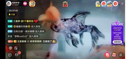 ……若主播照片