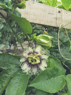 芸儿（四川幺妹儿）主播照片
