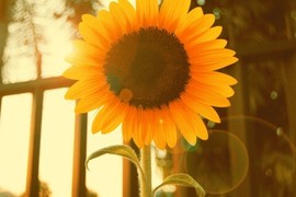 🌻ℱ七-安静唱歌主播照片