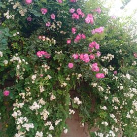 小芳，🌸减肥打卡主播照片